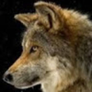 Meet your Posher, Isaiah